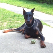 Photo de Dobermann