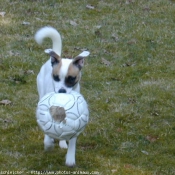 Photo de Jack russell terrier