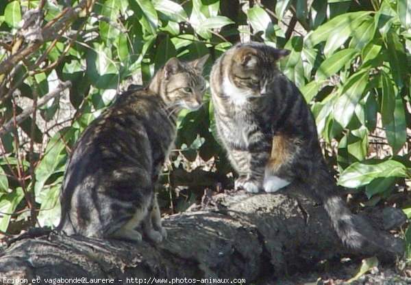 Photo de Chat domestique