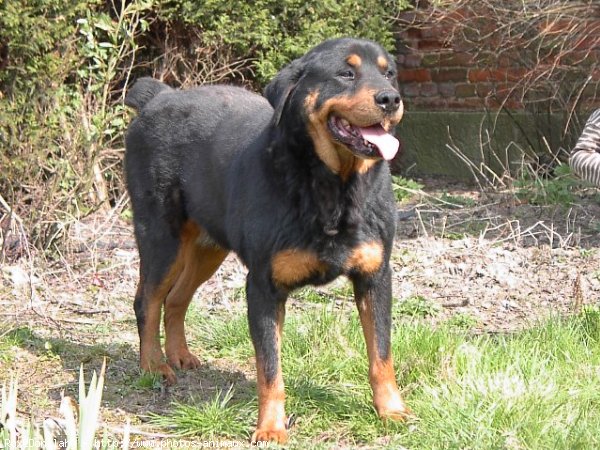 Photo de Rottweiler