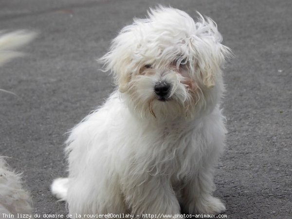 Photo de Coton de tulear