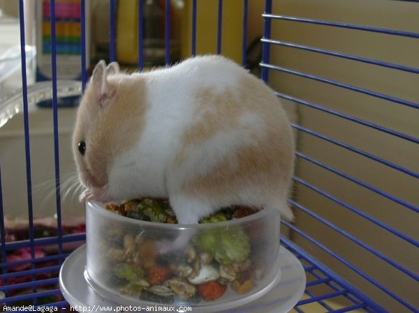 Photo de Hamster