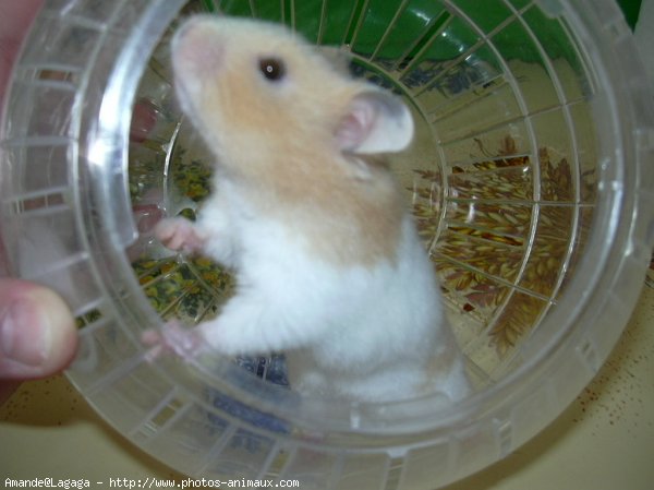 Photo de Hamster