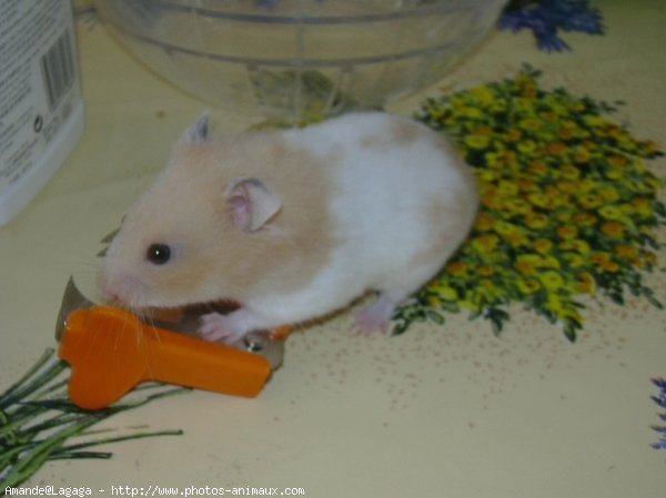 Photo de Hamster