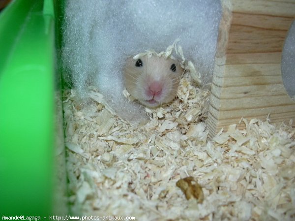 Photo de Hamster