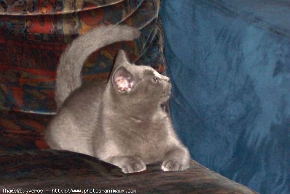 Photo de Chartreux