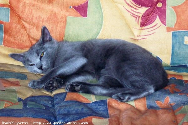 Photo de Chartreux