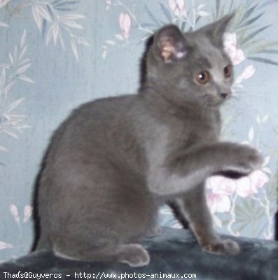 Photo de Chartreux