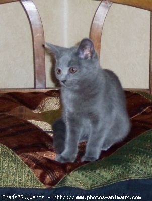 Photo de Chartreux