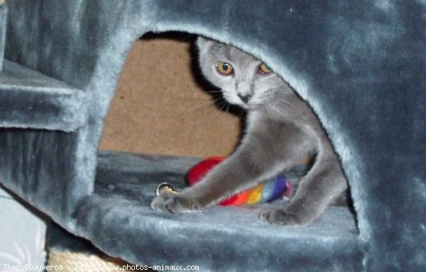 Photo de Chartreux