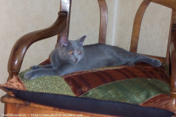 Photo de Chartreux