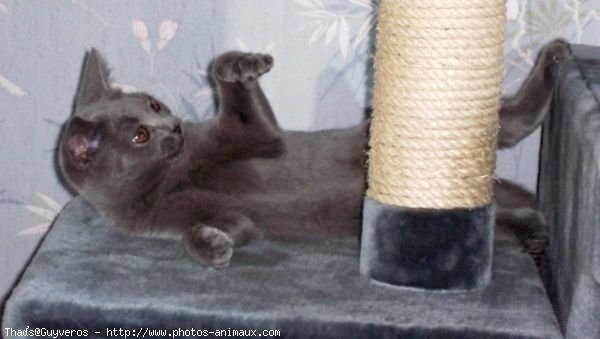 Photo de Chartreux