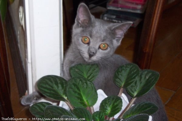 Photo de Chartreux