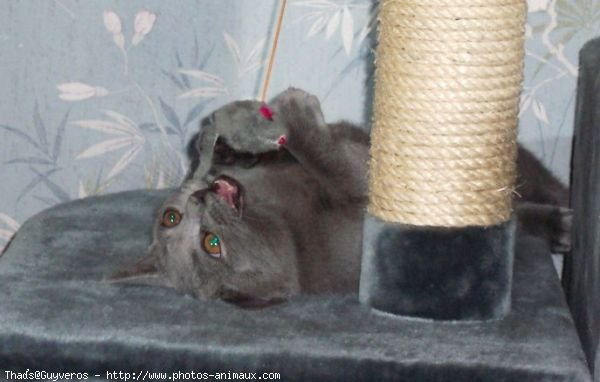 Photo de Chartreux