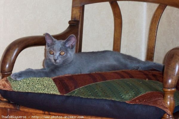 Photo de Chartreux