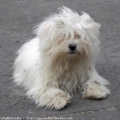 Photo de Coton de tulear