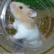 Photo de Hamster