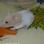 Photo de Hamster