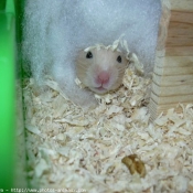 Photo de Hamster