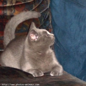 Photo de Chartreux