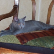 Photo de Chartreux