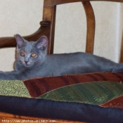 Photo de Chartreux