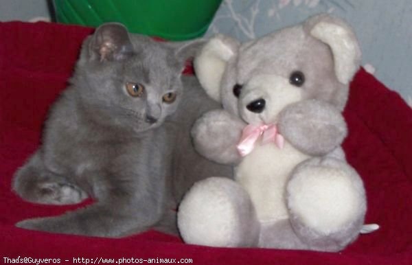 Photo de Chartreux