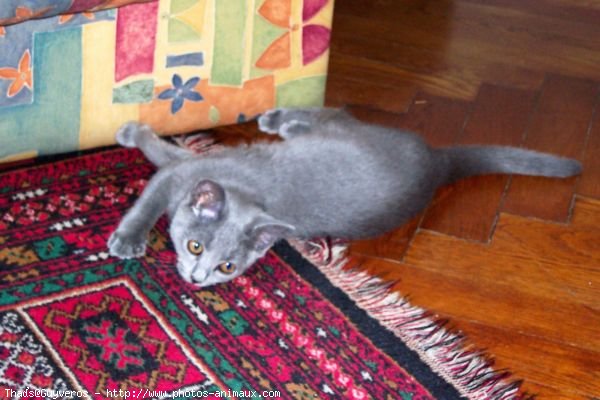 Photo de Chartreux