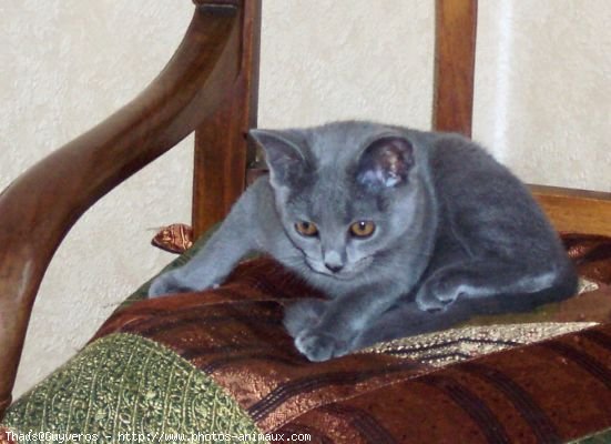 Photo de Chartreux