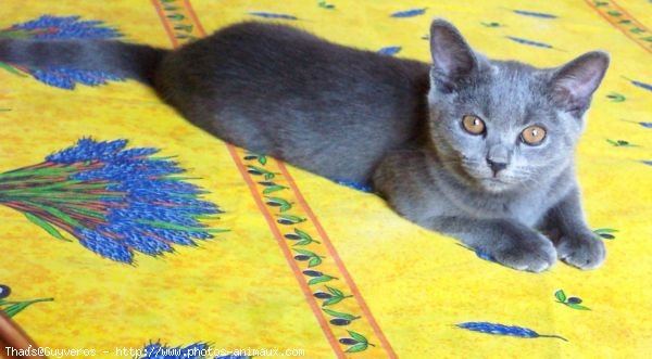 Photo de Chartreux