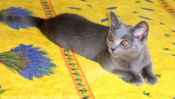 Photo de Chartreux