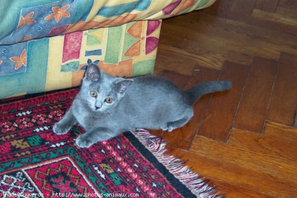 Photo de Chartreux