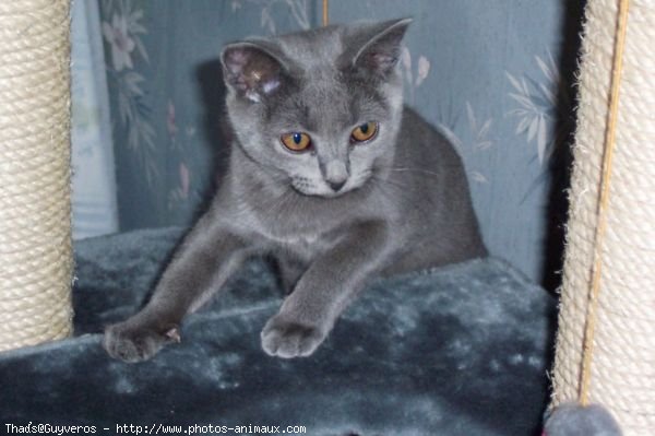 Photo de Chartreux