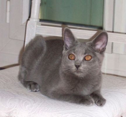 Photo de Chartreux