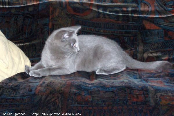 Photo de Chartreux