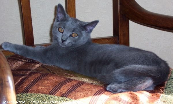 Photo de Chartreux