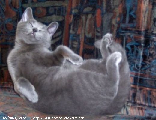 Photo de Chartreux