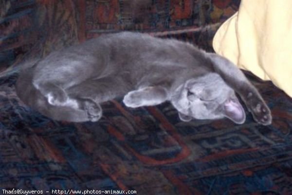 Photo de Chartreux