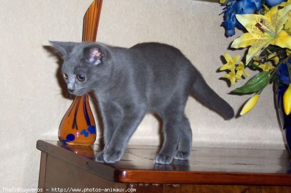 Photo de Chartreux