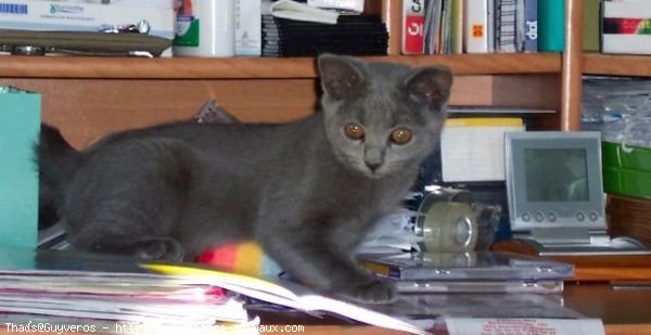 Photo de Chartreux