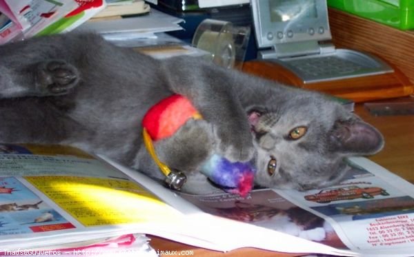 Photo de Chartreux