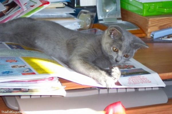 Photo de Chartreux