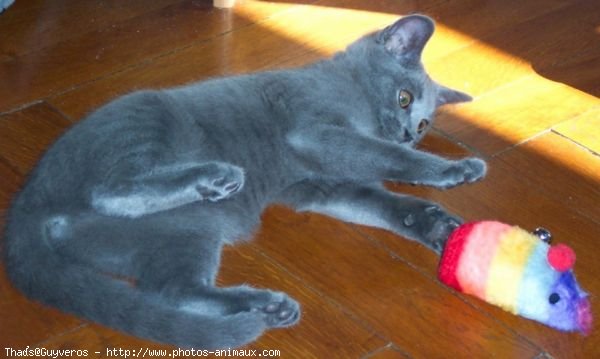 Photo de Chartreux