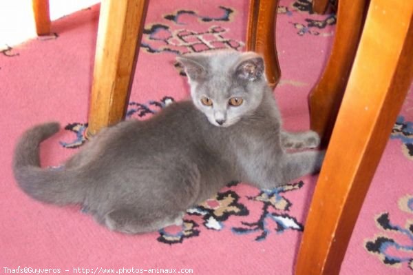 Photo de Chartreux