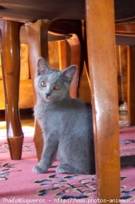 Photo de Chartreux