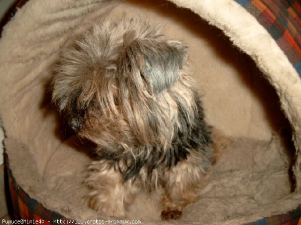 Photo de Yorkshire terrier