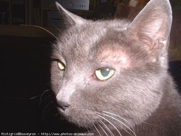 Photo de Chartreux