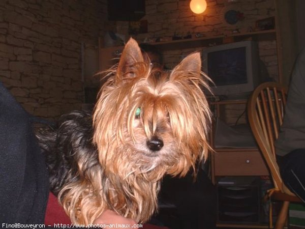 Photo de Yorkshire terrier