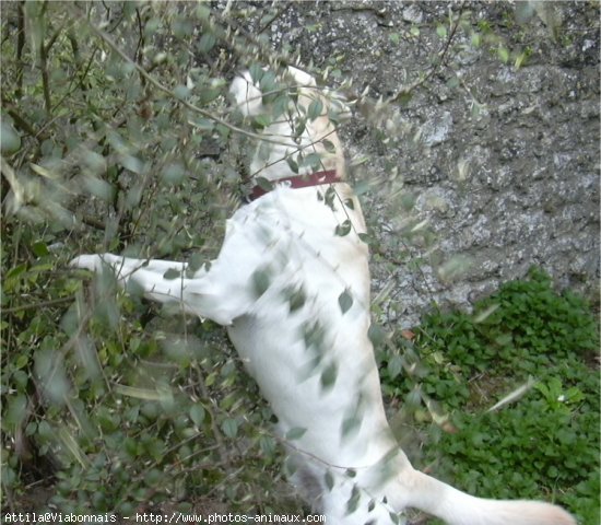 Photo de Labrador retriever