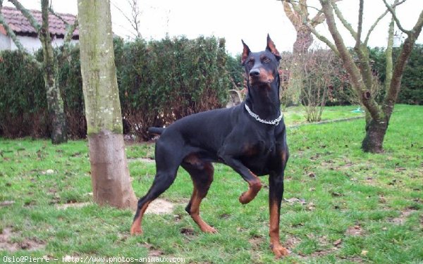 Photo de Dobermann